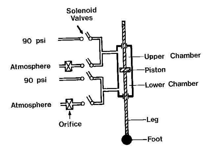 Leg Design